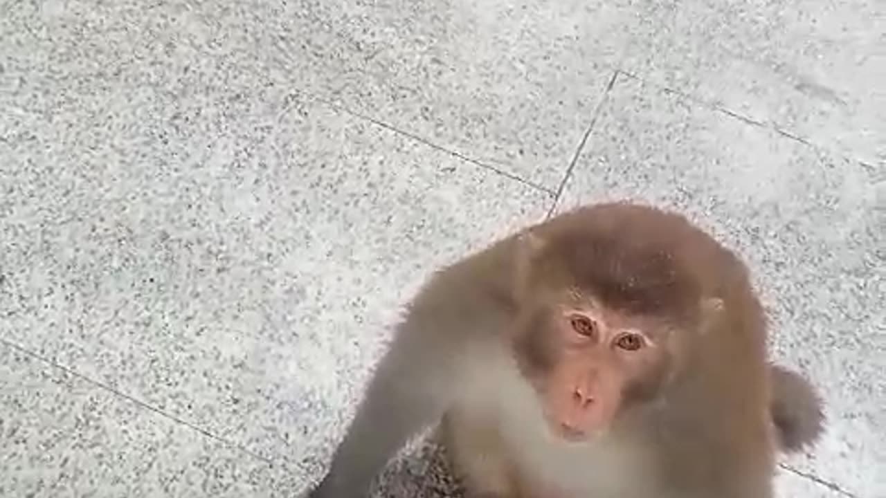 Animal funny video