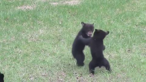 ТОП 5 Лучшие видео с медведем. Медведь приколы. TOP 5 best video Funny video with cubs