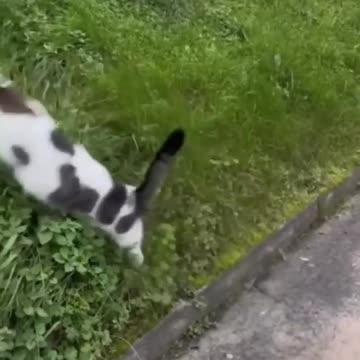 Very funny and cute animals /😂😂😂😂😂😂😂