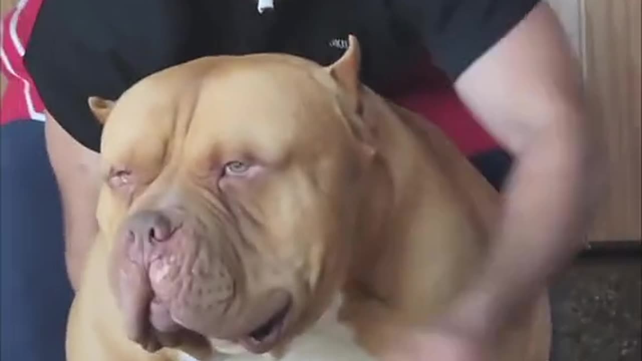Watch the beauty and strength of this Doberman dog