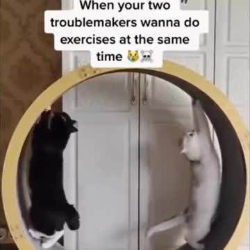 When your two troublemakers want to do exercise at the same time!