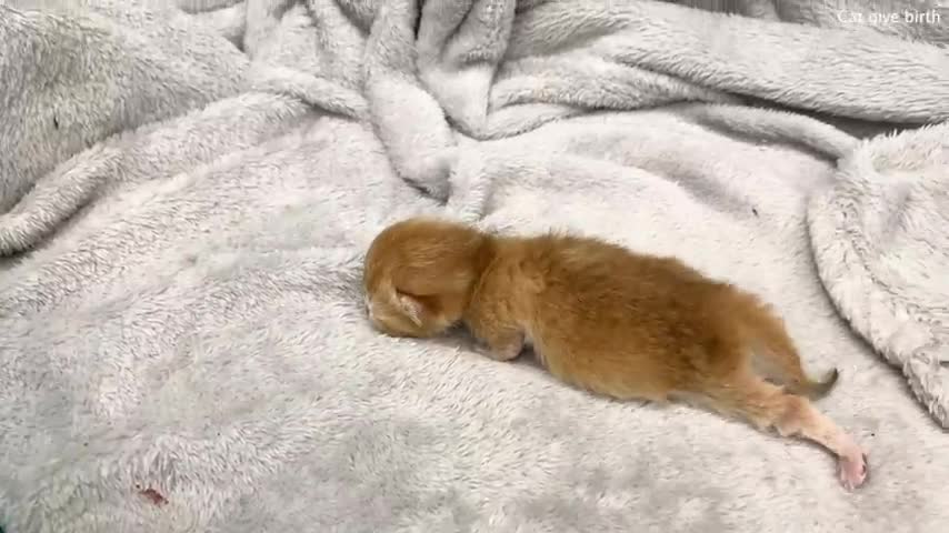 A blind newborn kitten trembles in his sleep - Mom cat, feed me!