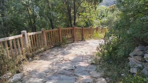 A path in the forest.