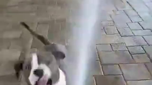 Cute and Funny Dog Videos Compilation | funny dogs tiktok | funny dogs reaction #shorts #dog #cute