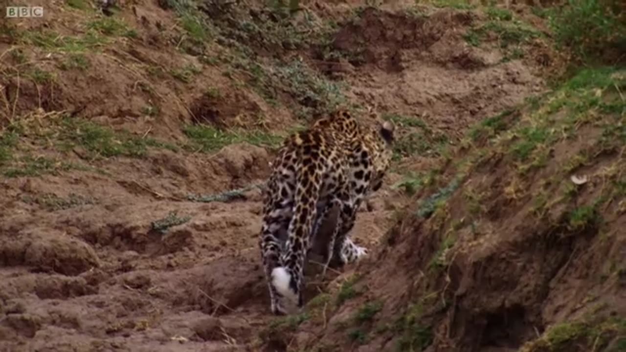 Impala miraculously escapes jaws of Leopard