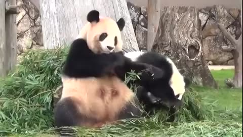 Cute panda playing themselves