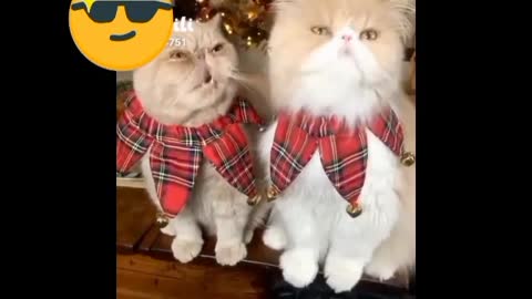 Cute & funny cat videos