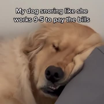 my dog snoring like she works 9-5 to pay the bills
