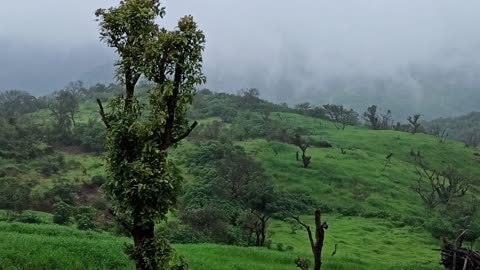 calming video with calming atmosphere with the tranquil sounds of nature