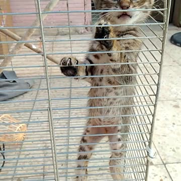 Like And Help The Cat