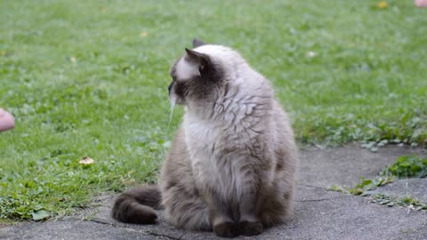 cat British shorthair