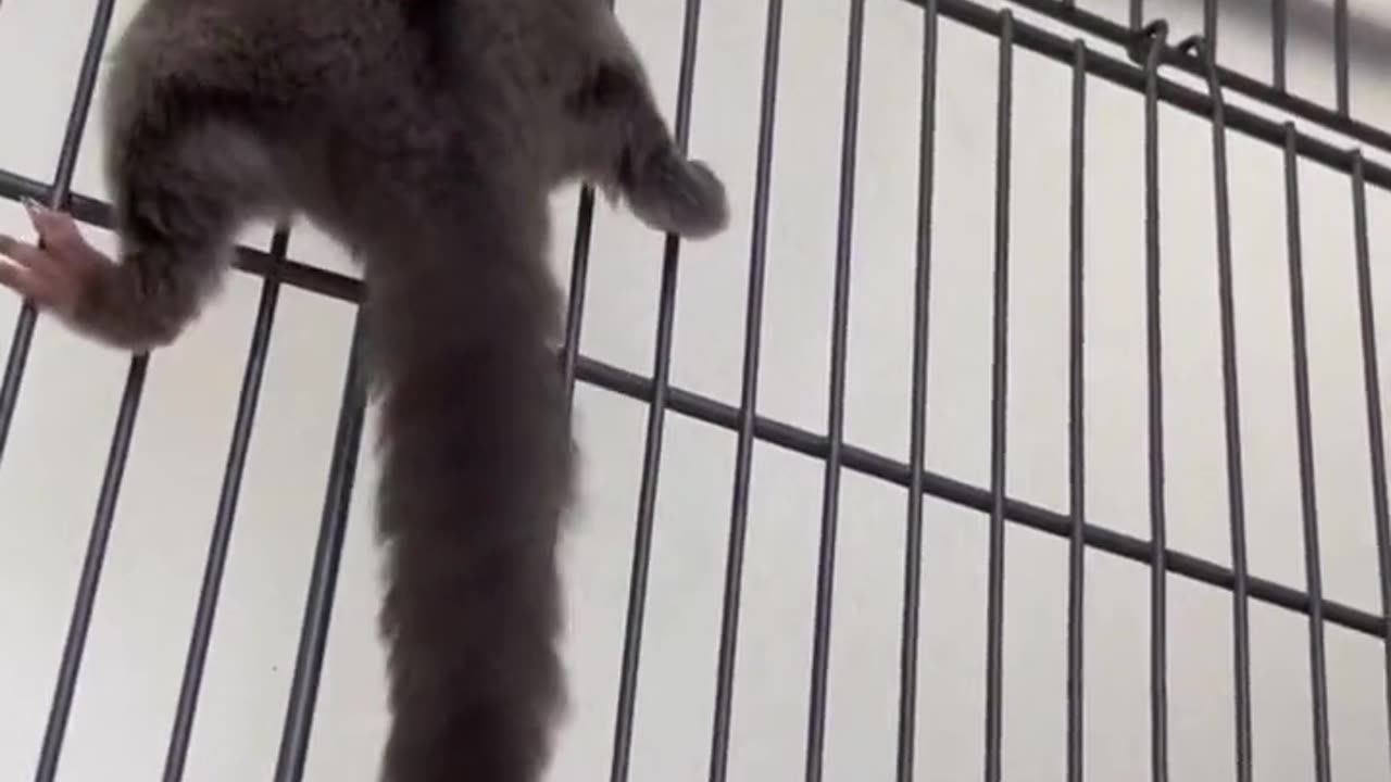 CUTE DOG MOVEMENTS
