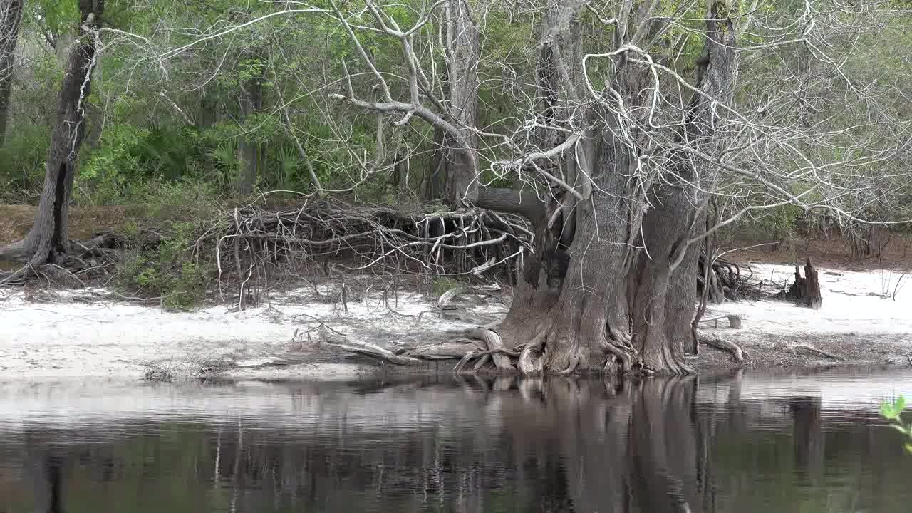 Georgia Okefenokee Tree By Water Edge