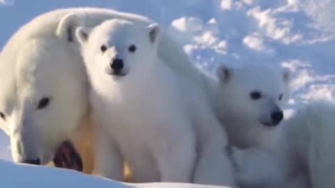 The mother polar bear is playing with her children