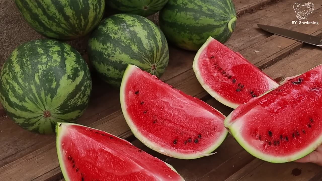 Watermelon lying in a hammock - Growing watermelon in the city still gives a lot of sweet fruit