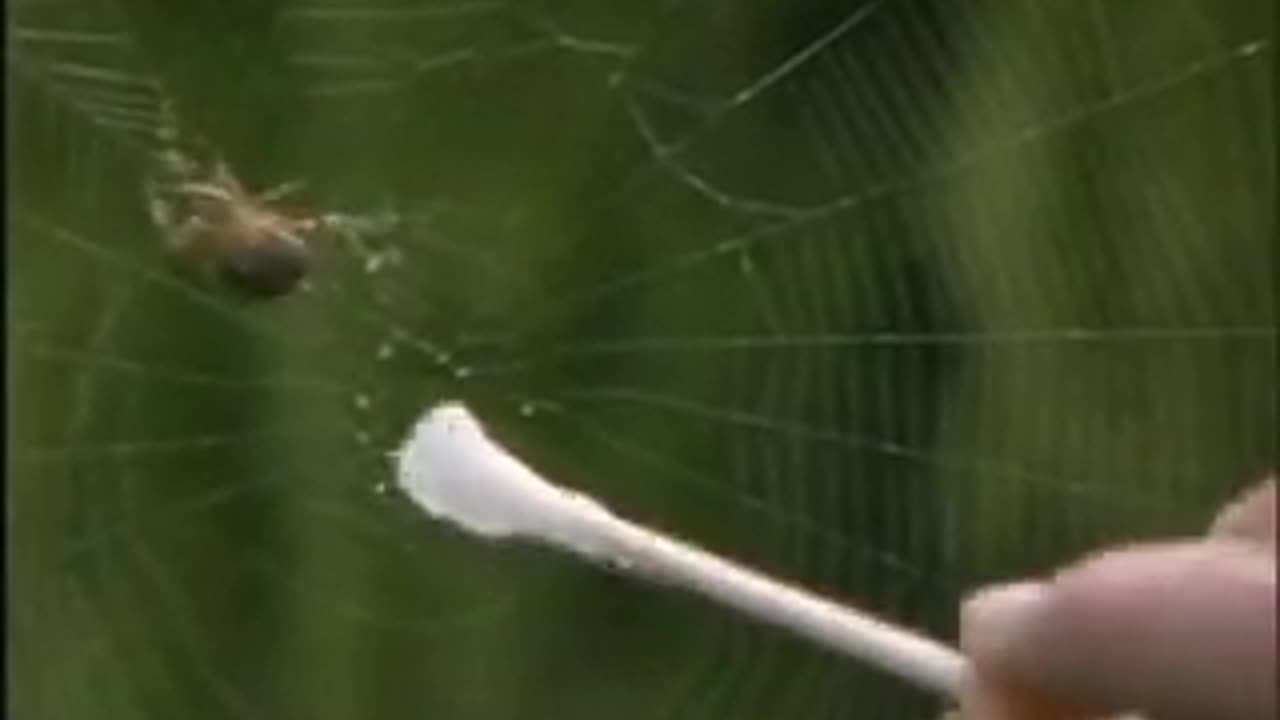 They are making the spiders gay as hell!