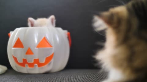 Cute tabby kitten hiding inside pumpkin bucket, Happy Halloween