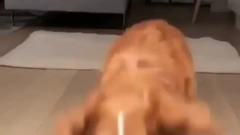 Adorable Smart Puppy Performs Tricks for Treats!