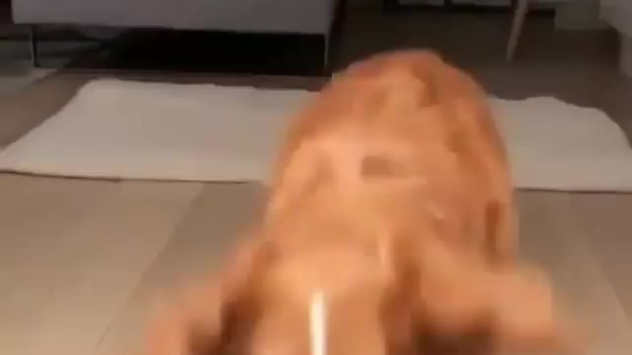Adorable Smart Puppy Performs Tricks for Treats!