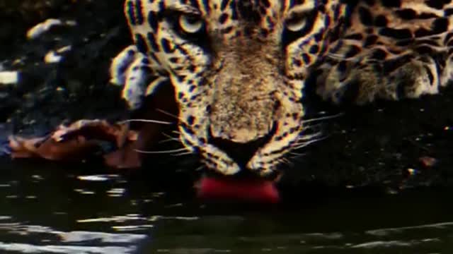 Leopard animal African impression leopard