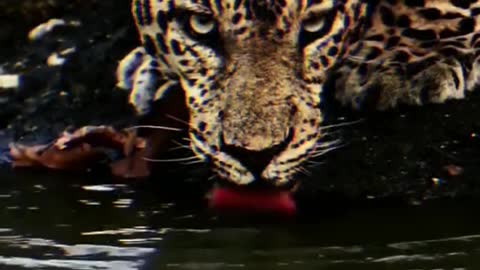 Leopard animal African impression leopard