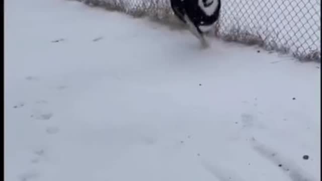 I heard the only way to unlock a husky's IQ is in the snow