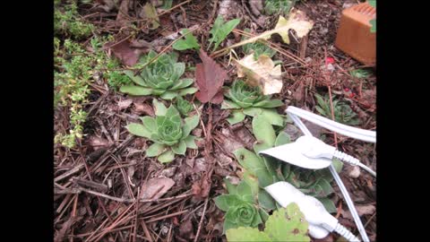 Children Gather Around Hens and Chicks Sept 2022