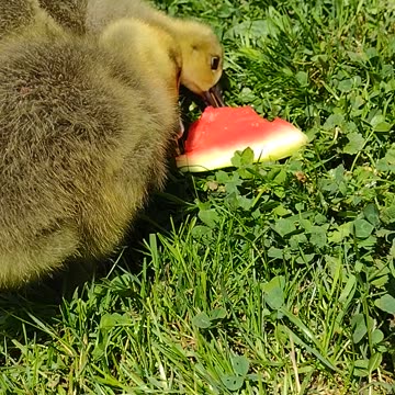 Squeegee, Higgins, & Seventeen Snack Time