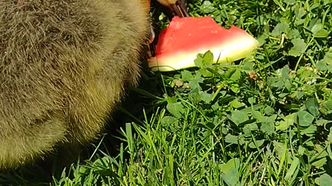 Squeegee, Higgins, & Seventeen Snack Time