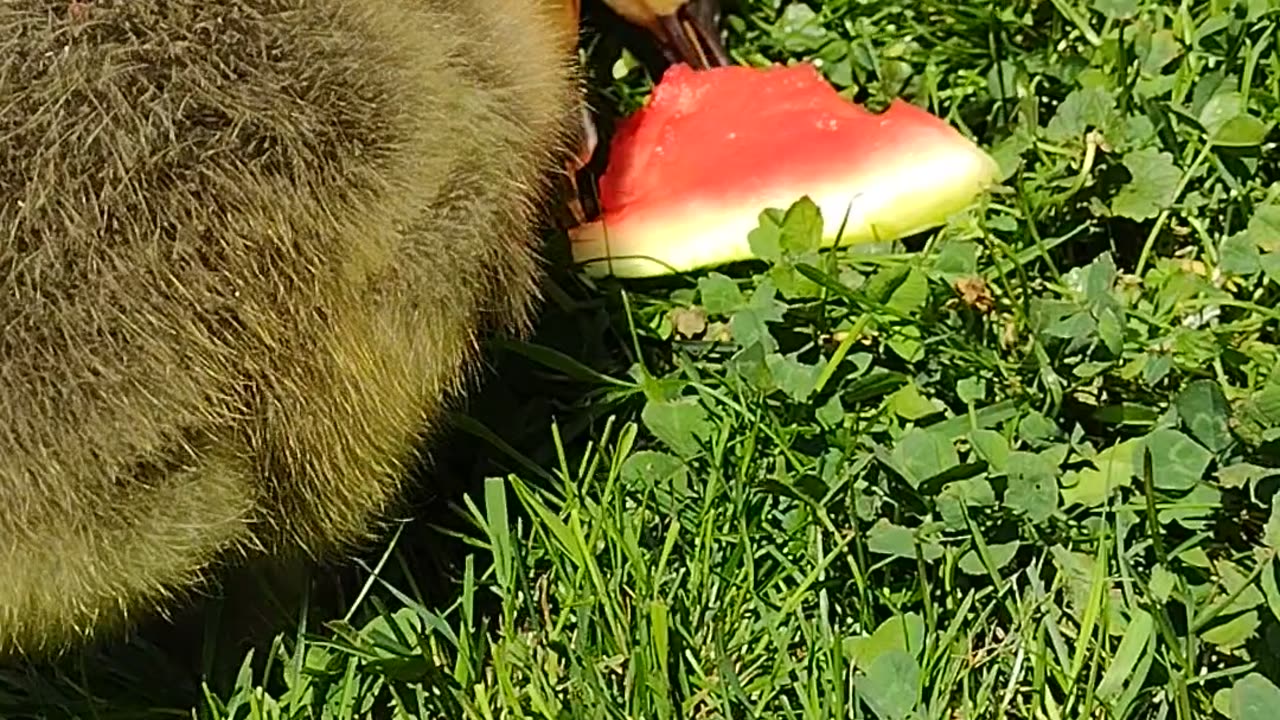 Squeegee, Higgins, & Seventeen Snack Time