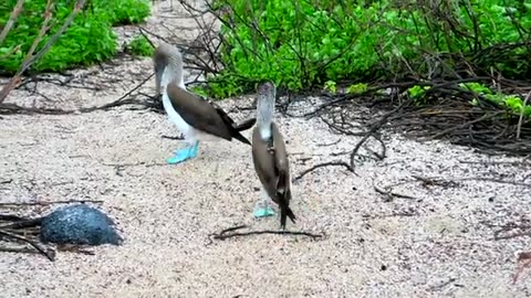 Meeting dance of the bird