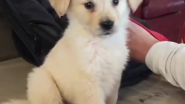 A cute white puppy.