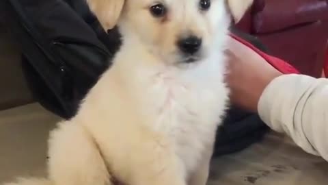 A cute white puppy.