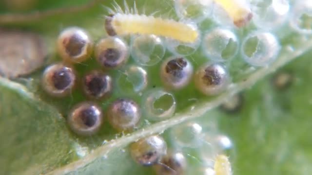 Cinnabar Caterpillars hatching