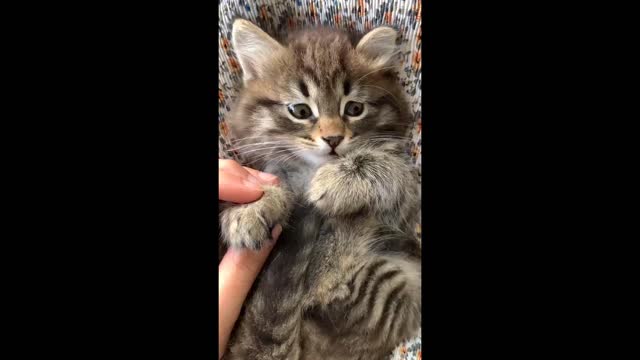 Very cutie kitten awesome activity..