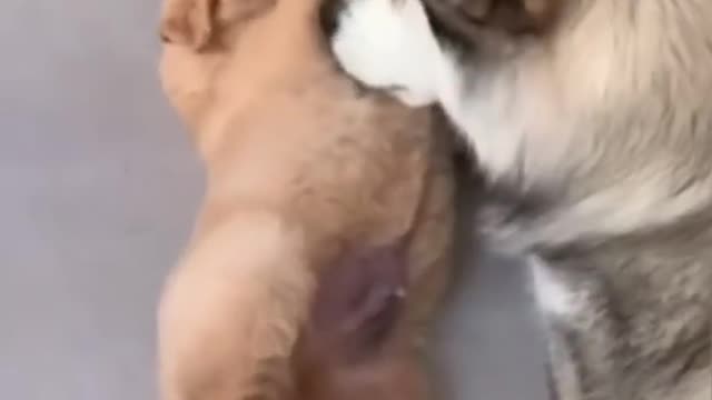 Alaskan Malamute Loves Labrador Puppy #Shorts