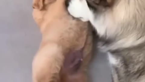 Alaskan Malamute Loves Labrador Puppy #Shorts