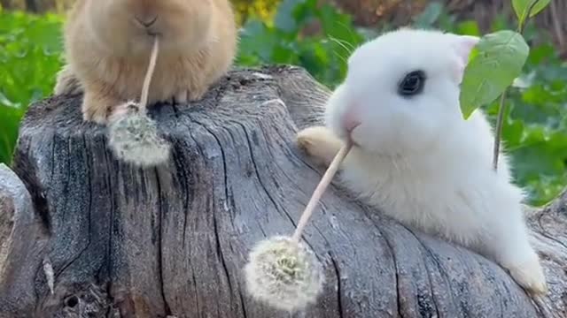 Do you know that rabbits eat dandelions like this!