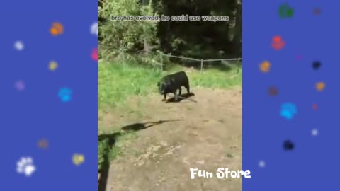 Funny animal videos#15