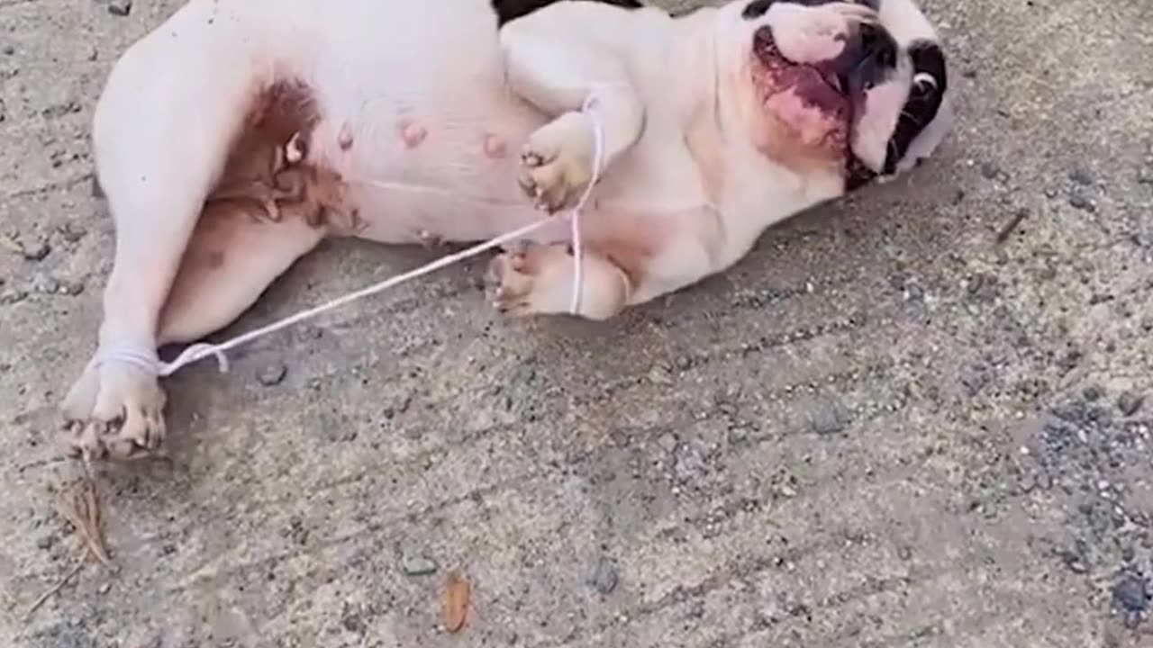 Laugh To Together Funny Dog