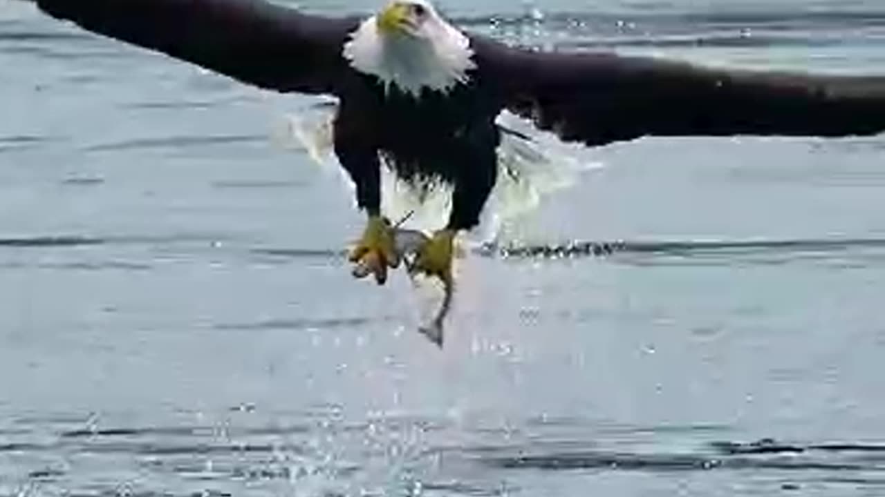 Eagle hunting