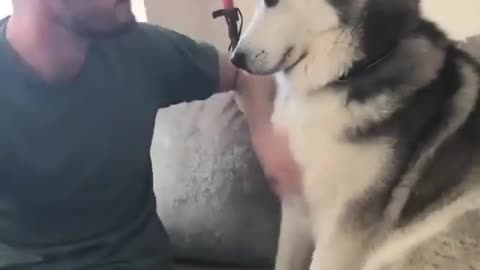 Funny Dog Reaction