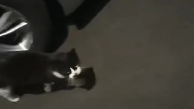 A cute cat I met on the street😍😍
