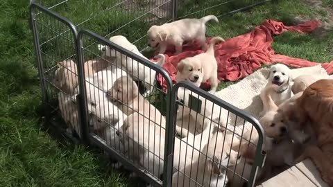 Dogs Funny Video