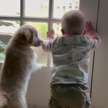 The BEST Entertainment for Your Bored Dog! video#02