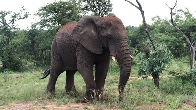 An African Elephant Spraying Dirt over its Body