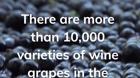 short fact about wine