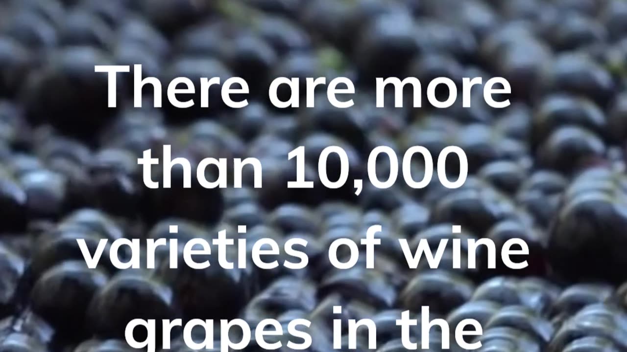 short fact about wine