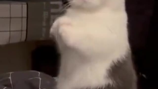 collection of funny cat videos #7