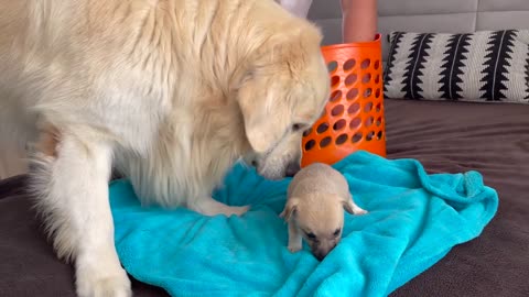 Golden Retriever Meets Puppies for the First Time